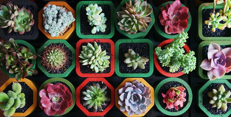 Various succulents in small colorful pots